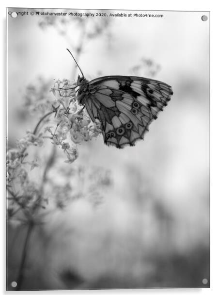 Marbled White  Butterfly on Bedstraw Acrylic by Elizabeth Debenham