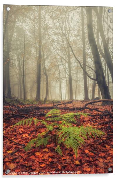 Foggy Forest Fern Acrylic by Craig Doogan