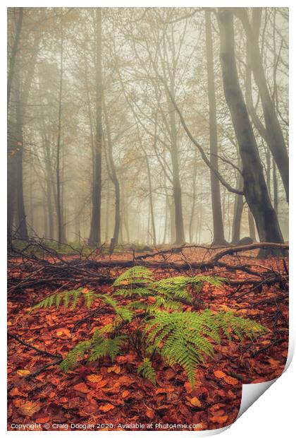 Foggy Forest Fern Print by Craig Doogan