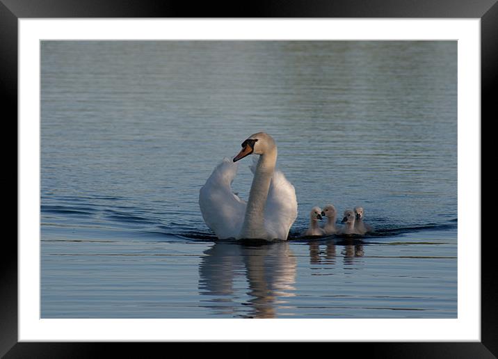 Mother swan with Cygnets Framed Mounted Print by Richie Miles