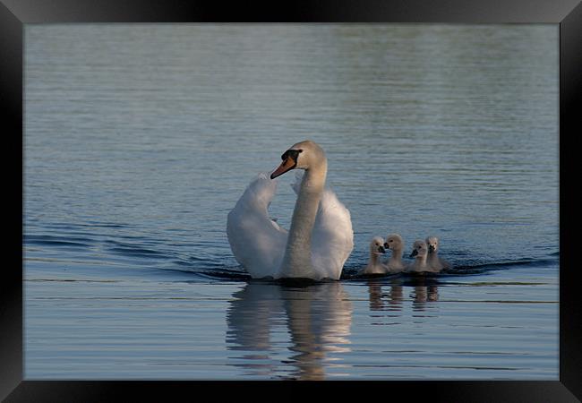 Mother swan with Cygnets Framed Print by Richie Miles