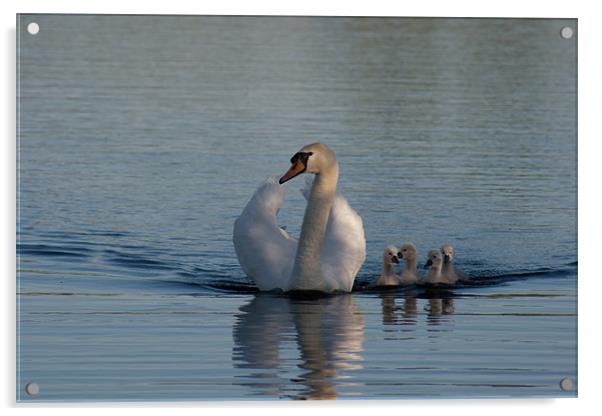 Mother swan with Cygnets Acrylic by Richie Miles
