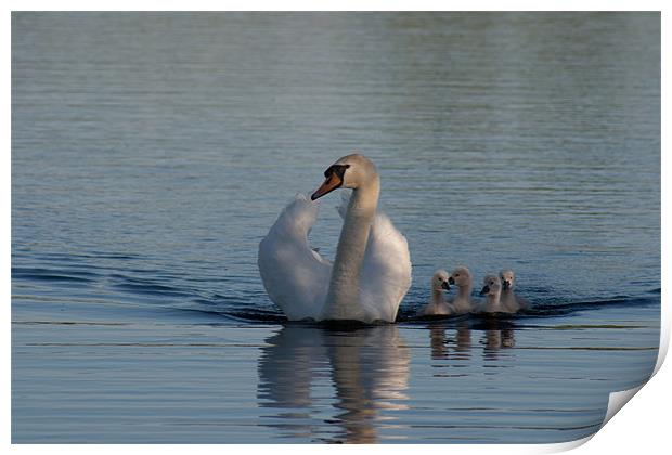 Mother swan with Cygnets Print by Richie Miles