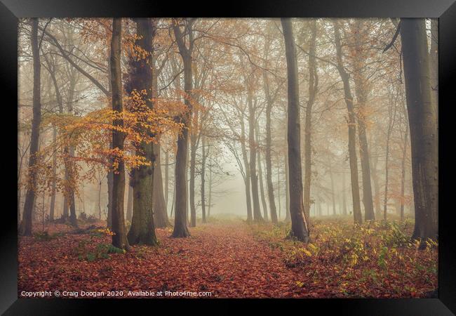 Foggy Autumnal Forest Framed Print by Craig Doogan