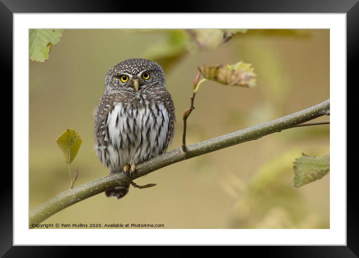 Pygmy Owl Framed Mounted Print by Pam Mullins