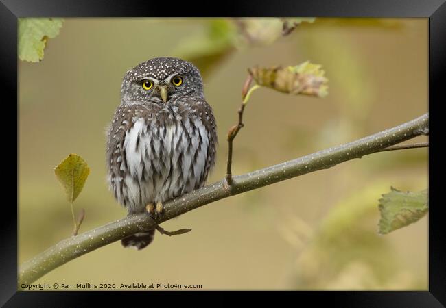 Pygmy Owl Framed Print by Pam Mullins