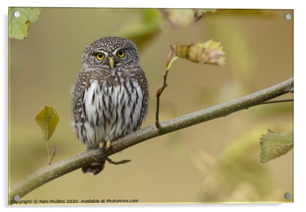 Pygmy Owl Acrylic by Pam Mullins