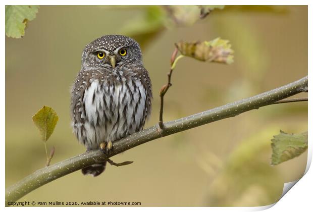 Pygmy Owl Print by Pam Mullins