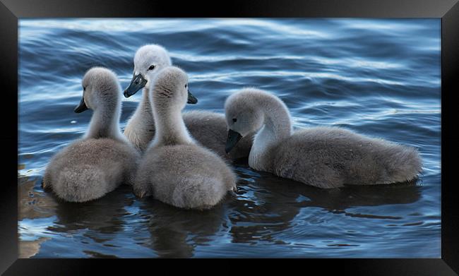 four cygnets Framed Print by Richie Miles