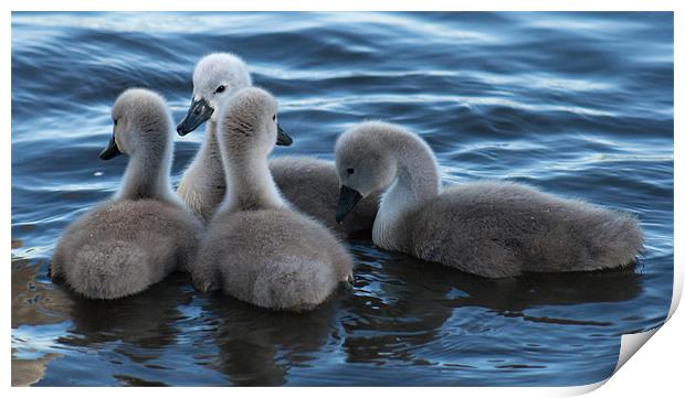 four cygnets Print by Richie Miles