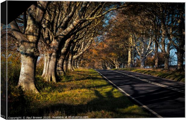 Beech Avenue in Autumn Canvas Print by Paul Brewer