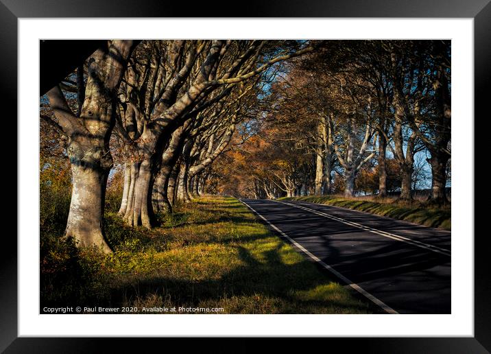 Beech Avenue in Autumn Framed Mounted Print by Paul Brewer
