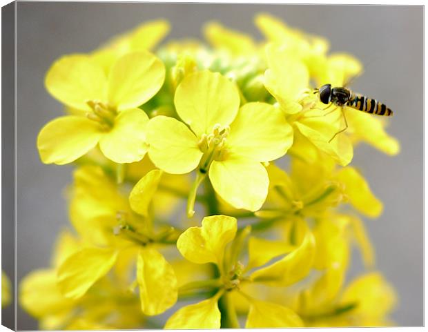 Hoverfly In Spring Canvas Print by Louise Godwin