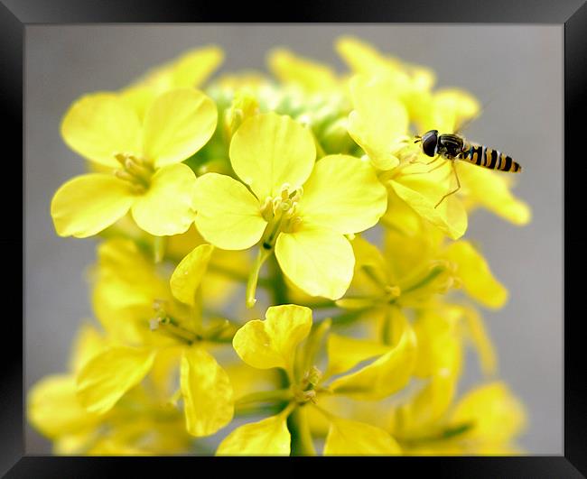 Hoverfly In Spring Framed Print by Louise Godwin