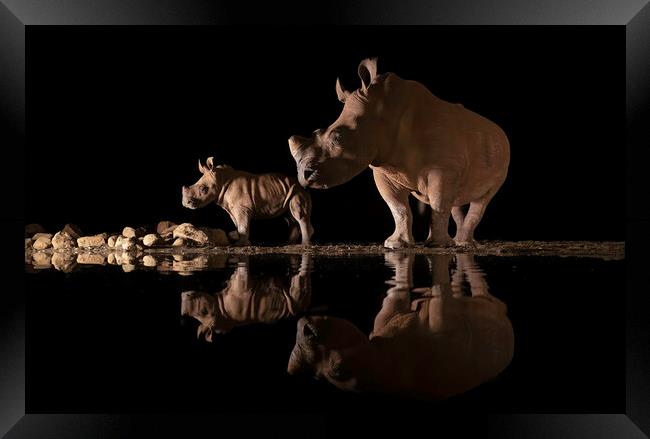 Rino Reflections Framed Print by Pam Mullins