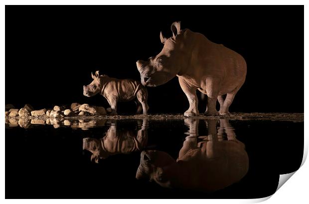 Rino Reflections Print by Pam Mullins