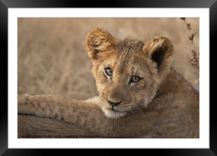 Lion Cub Framed Mounted Print by Pam Mullins