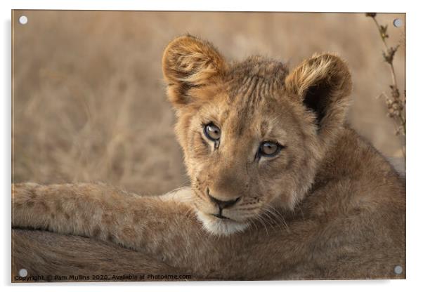 Lion Cub Acrylic by Pam Mullins