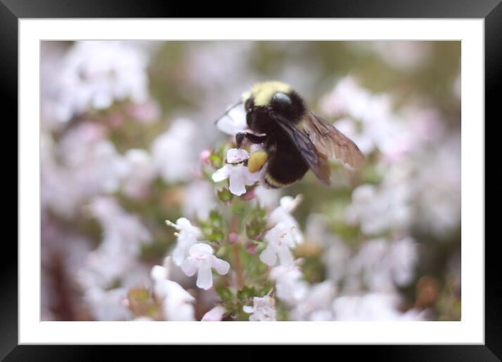 Bee a flower Framed Mounted Print by Julian Tejeda