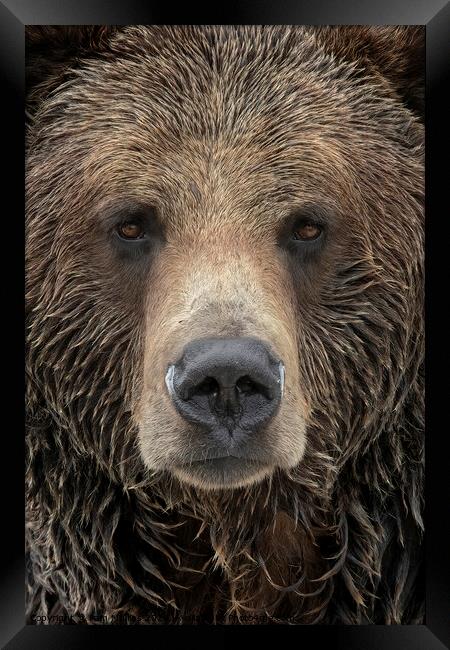 Grizzly Bear Framed Print by Pam Mullins