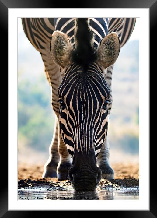 Zebra Framed Mounted Print by Pam Mullins
