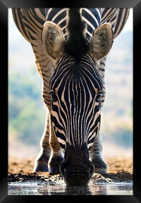 Zebra Framed Print by Pam Mullins