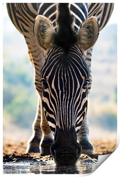 Zebra Print by Pam Mullins