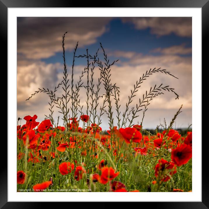 Barley n poppies Framed Mounted Print by kevin cook