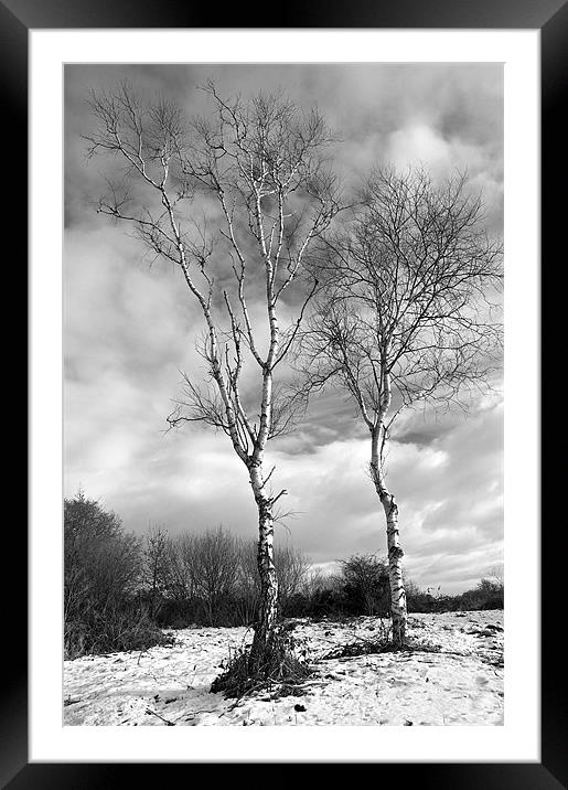 Winter Trees - Mono Framed Mounted Print by Robert Geldard