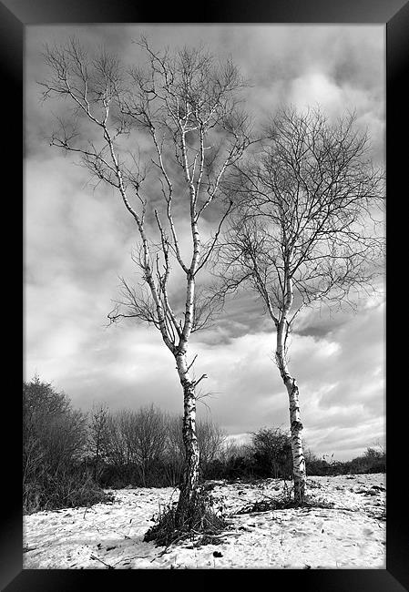 Winter Trees - Mono Framed Print by Robert Geldard