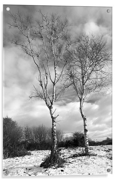 Winter Trees - Mono Acrylic by Robert Geldard