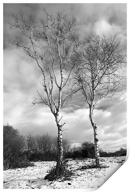 Winter Trees - Mono Print by Robert Geldard