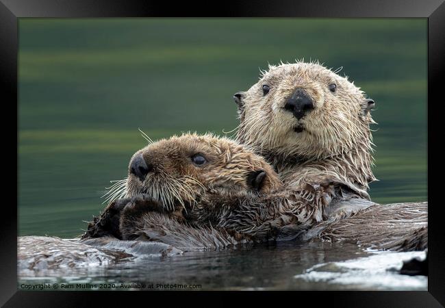 Sea Otters Framed Print by Pam Mullins