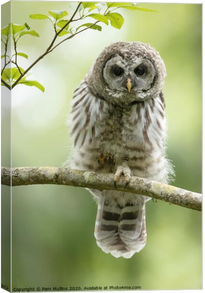 Barred Owlet Canvas Print by Pam Mullins