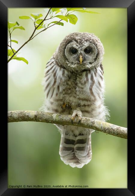Barred Owlet Framed Print by Pam Mullins