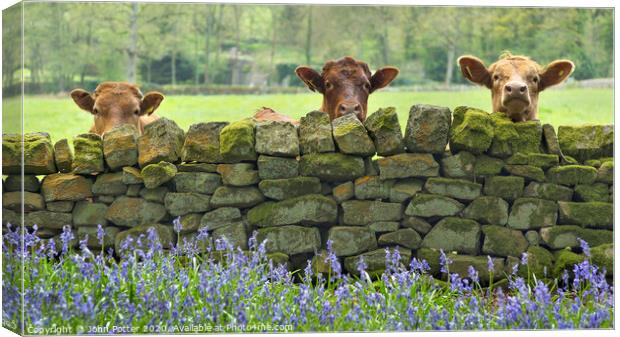 Curious Cows Nidderdale The Yorkshire Dales Canvas Print by John Potter