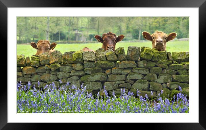 Curious Cows Nidderdale The Yorkshire Dales Framed Mounted Print by John Potter
