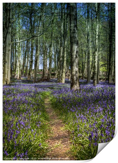 Bluebell path Print by kevin cook