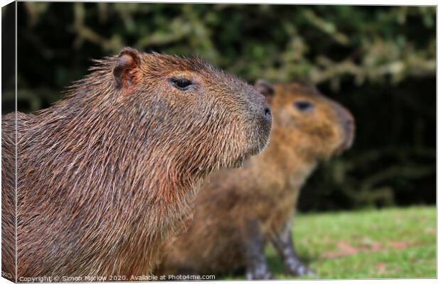 Close up of a Capybara looking right Canvas Print by Simon Marlow