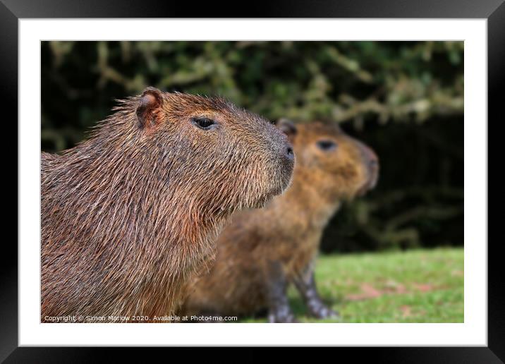 Close up of a Capybara looking right Framed Mounted Print by Simon Marlow