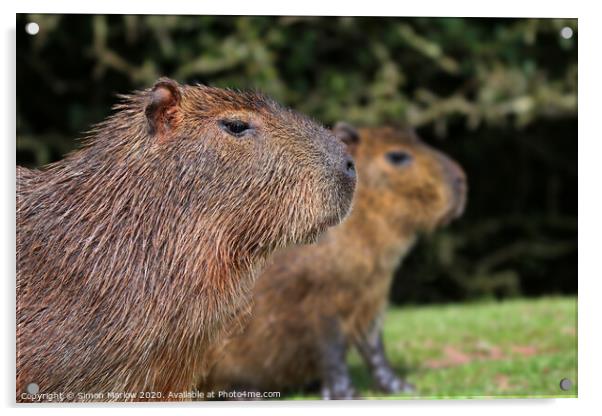 Close up of a Capybara looking right Acrylic by Simon Marlow