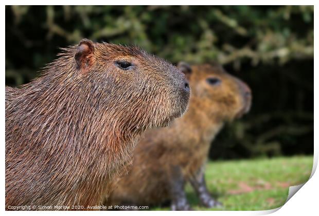 Close up of a Capybara looking right Print by Simon Marlow