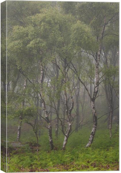 Silver Birch Trees Canvas Print by Paul Andrews