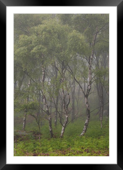 Silver Birch Trees Framed Mounted Print by Paul Andrews