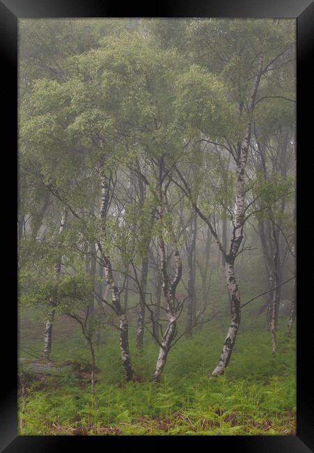Silver Birch Trees Framed Print by Paul Andrews