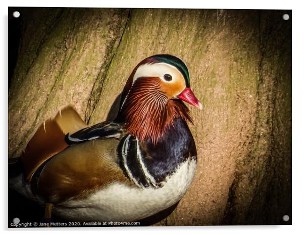 Mandarin Duck Acrylic by Jane Metters