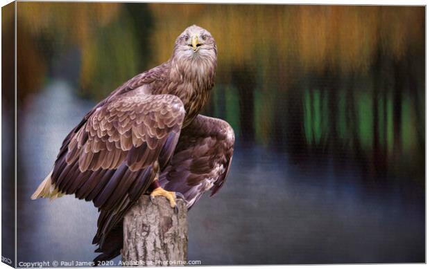 Eagle in the park Canvas Print by Paul James