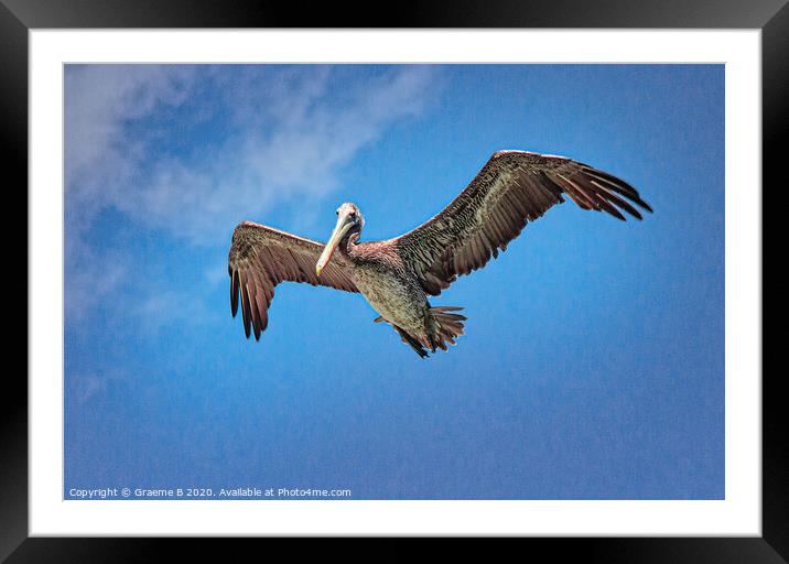 Pelican in Blue Sky Framed Mounted Print by Graeme B