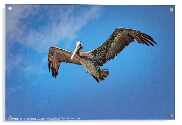 Pelican in Blue Sky Acrylic by Graeme B
