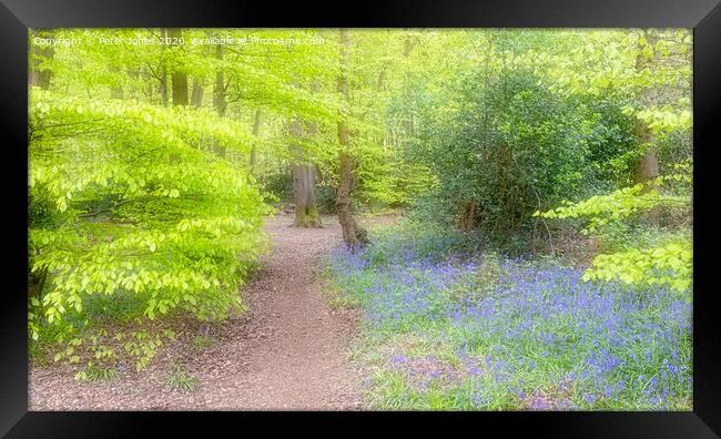 Spring Colours and bluebells in a woodland setting.  Framed Print by Peter Jones